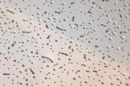 تایل آکوستیک معدنی 60*60 USG عرب و چینی